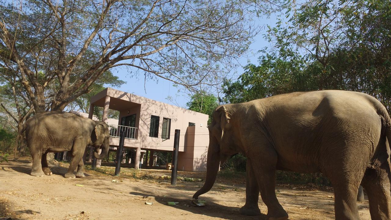I Love Phants Lodge Ban Huai Thawai Exterior foto