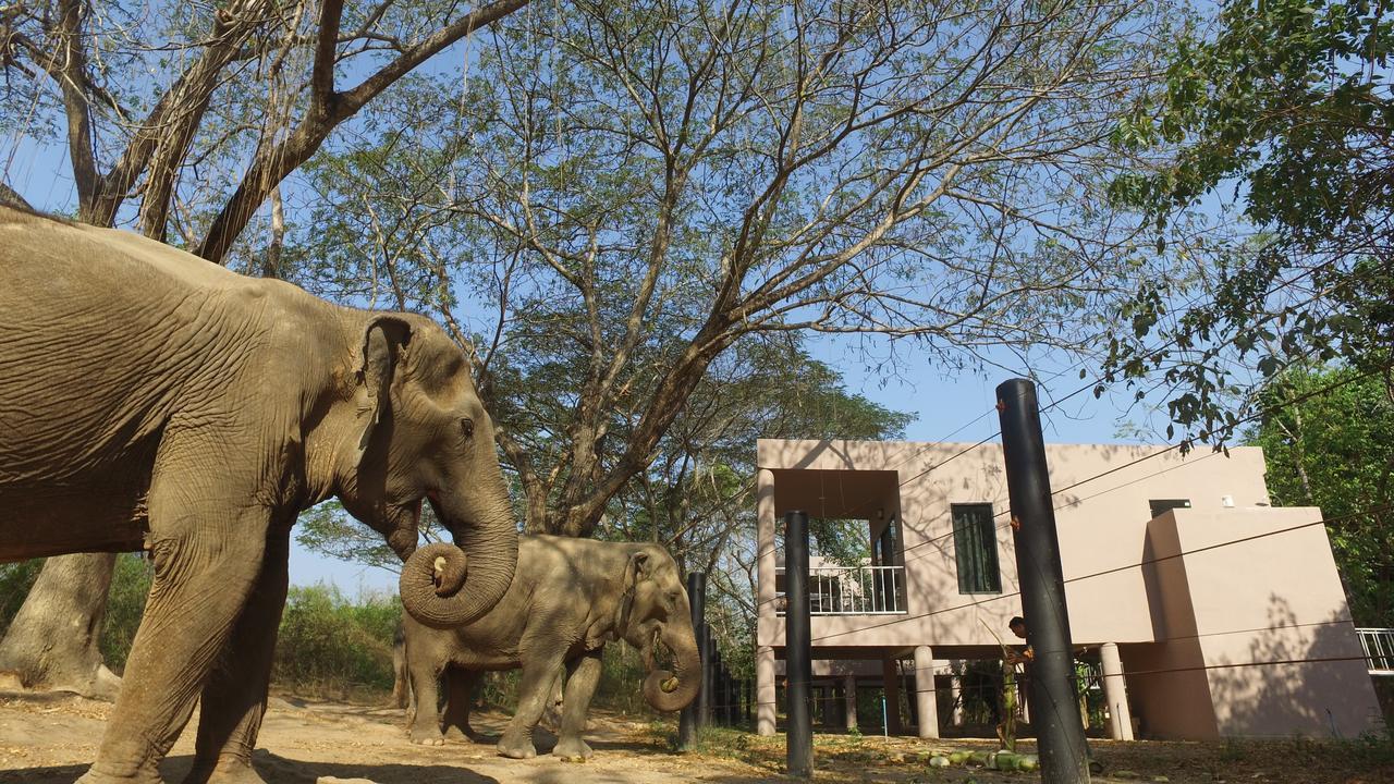 I Love Phants Lodge Ban Huai Thawai Exterior foto